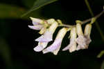 Hog Peanut